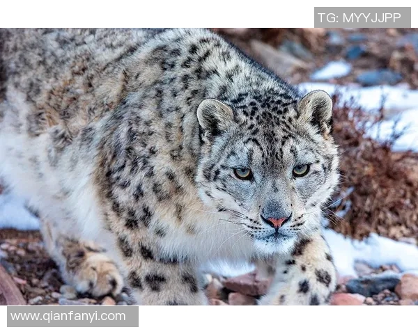 天山雪豹与四川的生态对决探秘自然保护与生物多样性的重要性